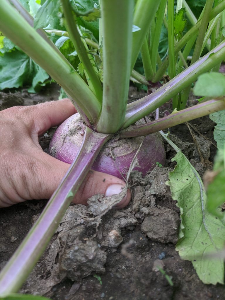 Fresh vegetables from JL Farms